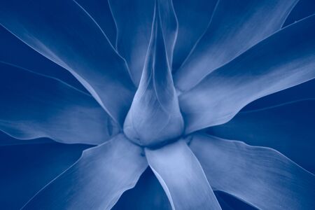 Agave leaves classic blue trendy color of the year 2020 toned imageの写真素材