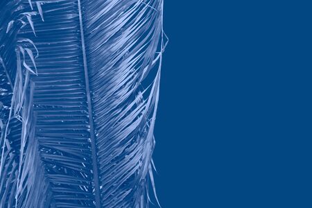 Big fern leaves classic blue trendy color of the year 2020 toned image