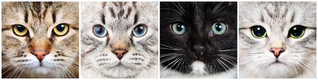 Four longhair cats of different breeds -Calico Tabby Siberian, Neva Masquerade Colorpoint, Black and White Tuxedo and Silver Shaded Siberianの写真素材