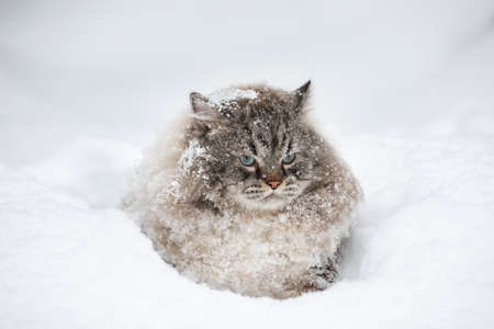 Covered with snow Neva Masquerade Siberian domestic cat sitting in a snowdrift during winterの写真素材