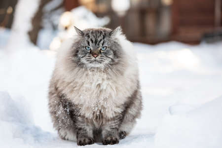 Neva Masquerade Siberian domestic cat sitting in snow during wintertimeの写真素材