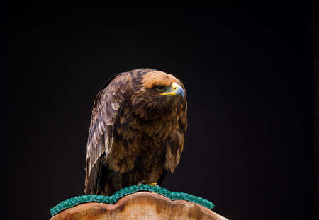 Steppe Eagle, a large bird of prey with rich brown plumage, sitting on a perch with dark background