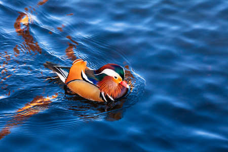 Colorful male Mandarin Duck (Aix galericulata) floating on water in a pond during autumnの写真素材