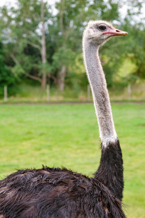 Rree range Common Ostrich in a pasture at a farm in South Island of New Zealandの写真素材
