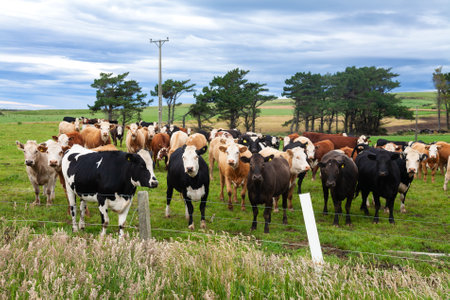 Rree range cattle in a pasture at South Island of New Zealandの写真素材