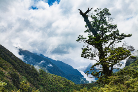 View of the Fiordland National Park at the South Island of New Zealand with temperate rainforest, snow capped mountain and the Doubtful Sound in backgroundの写真素材