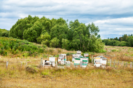 Stack of wooden beehives in the wilds at South Island of New Zealandの写真素材