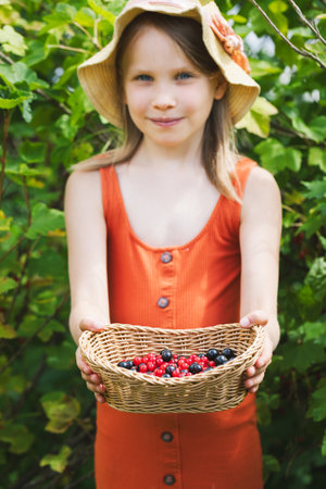 Little girl demonstrates wicker basket with collected homegrown red and black currant berries shallow focusの写真素材