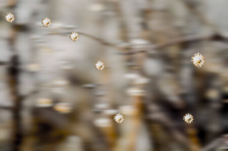 The stars are not only in heaven but also on earthの写真素材