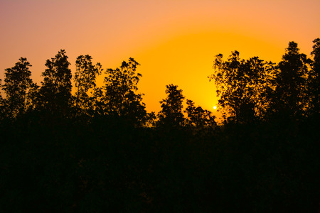 Sunrises in Saudi arabia with orange sky and silhouette treesの写真素材