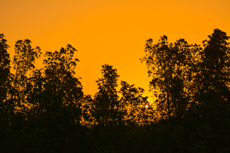 Sunrises in Saudi arabia with orange sky and silhouette treesの写真素材