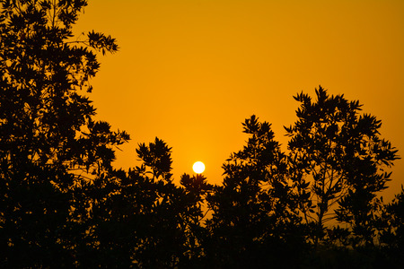 Sunrises in Saudi arabia with golden sky and silhouette treesの写真素材