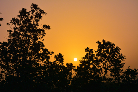 Sunrises in Saudi arabia with golden sky and silhouette treesの写真素材
