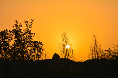 Sunrises in Saudi arabia with orange sky and silhouette treesの写真素材