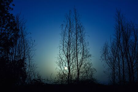 Beautiful night scene with blue sky and silhouette treesの写真素材