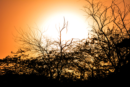 Sunrises in Saudi arabia with orange sky and silhouette treesの写真素材