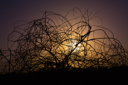 Silhouette tree with sunsetの写真素材