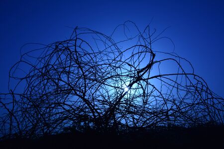 Beautiful night scene with blue sky and silhouette treesの写真素材