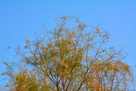 Beautiful golden leaves on clear blue skyの写真素材