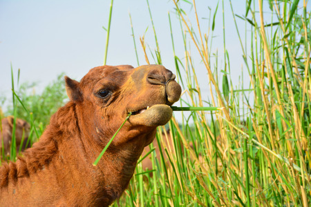 Camel eating grass closeup shotの写真素材