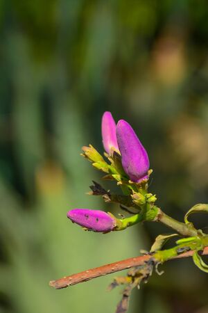 Flower budの写真素材