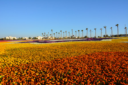 Flower carpet in Yanbu flower show Saudi arabiaの写真素材