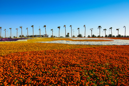 Flower carpet in Yanbu flower show Saudi arabiaの写真素材