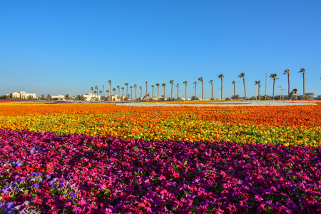 Flower carpet in Yanbu flower show Saudi arabiaの写真素材