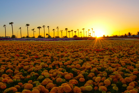 flower carpet with sunset at Yanbu flower show, Saudi arabiaの写真素材
