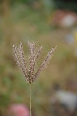Wild grass flowerの写真素材
