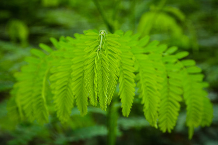 Gulmohar tree leaves pattern background