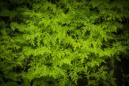 Beautiful leaf pattern backgroundの写真素材