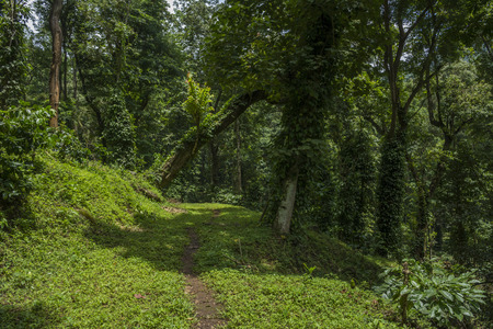 forest walkway の写真素材