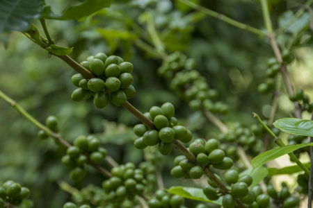 Green coffee beansの写真素材