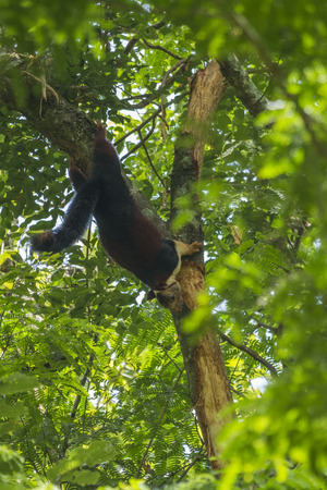 Indian Giant Squirrelの写真素材