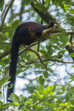 Indian Giant Squirrelの写真素材