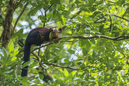 Indian Giant Squirrelの写真素材
