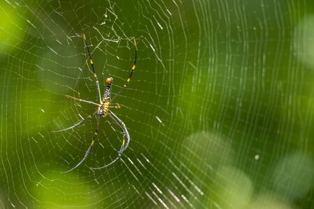 Nephila pilipes spider on webの写真素材