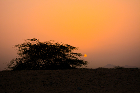 Sunrises with silhouette treeの写真素材