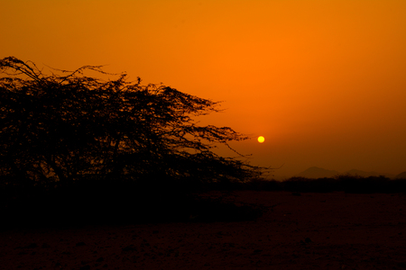 Sunrises with silhouette treeの写真素材