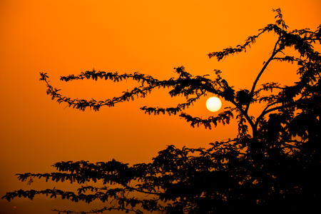 Sunrises with silhouette treeの写真素材