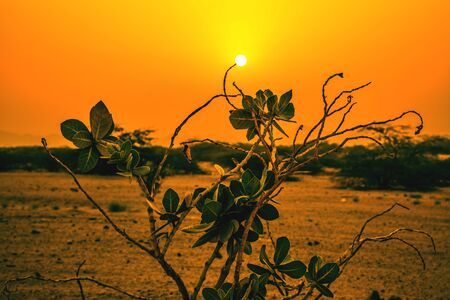 sunrises and plantの写真素材
