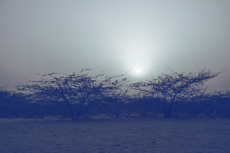 sunrises in desert with tree silhouetteの写真素材