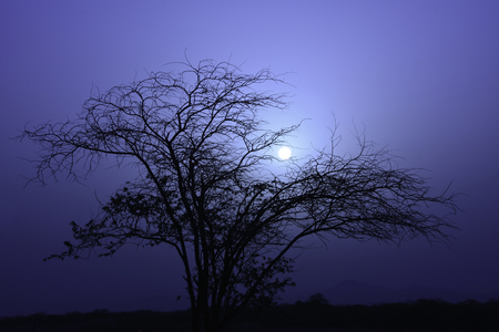 moonlight and silhouette treeの写真素材