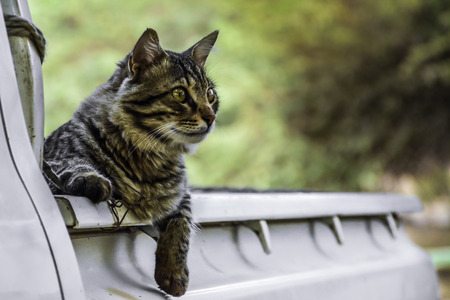 charming cat close upの写真素材