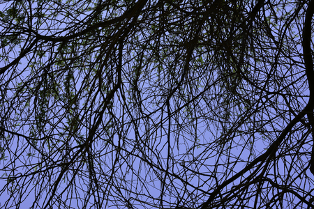 tree shilhouette patternの写真素材