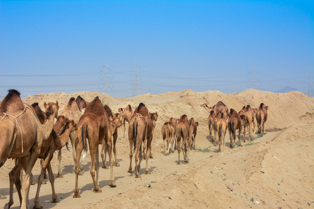 Camels in desertの写真素材