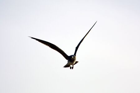 Seagull flightの写真素材