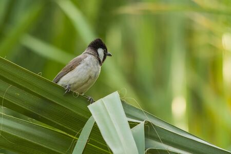 White-eared bulbul sitting aloneの写真素材