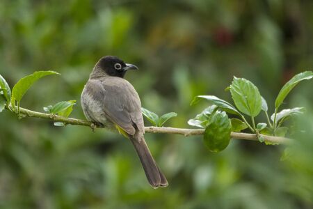 White-spectacled bulbulの写真素材